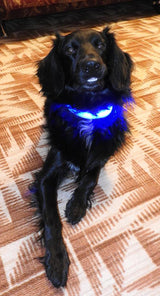 Safety 2x LED Dog Collar + Leash + Tag Ultimate Complete Set