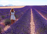 200 Seeds Per Pack - French Provence Lavender