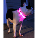 Safety Glowing Pet Collar With LED By Project Pet Lovers Club