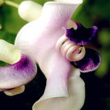 50 Seeds Per Pack - Snail Flower