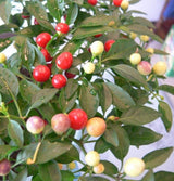 200 Seeds Per Pack - Giant Chili Hot Pepper