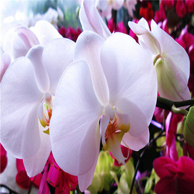 40 Seeds Per Pack - Butterfly Orchid Bonsai Flowers