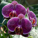 40 Seeds Per Pack - Butterfly Orchid Bonsai Flowers