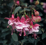 40 Seeds Per Pack - Fuchsia Seed Pods