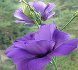 20 Seeds Per Pack - Common Snowdrop Flower